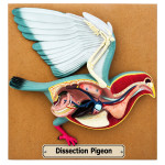 Bird Dissection Pigeon Model